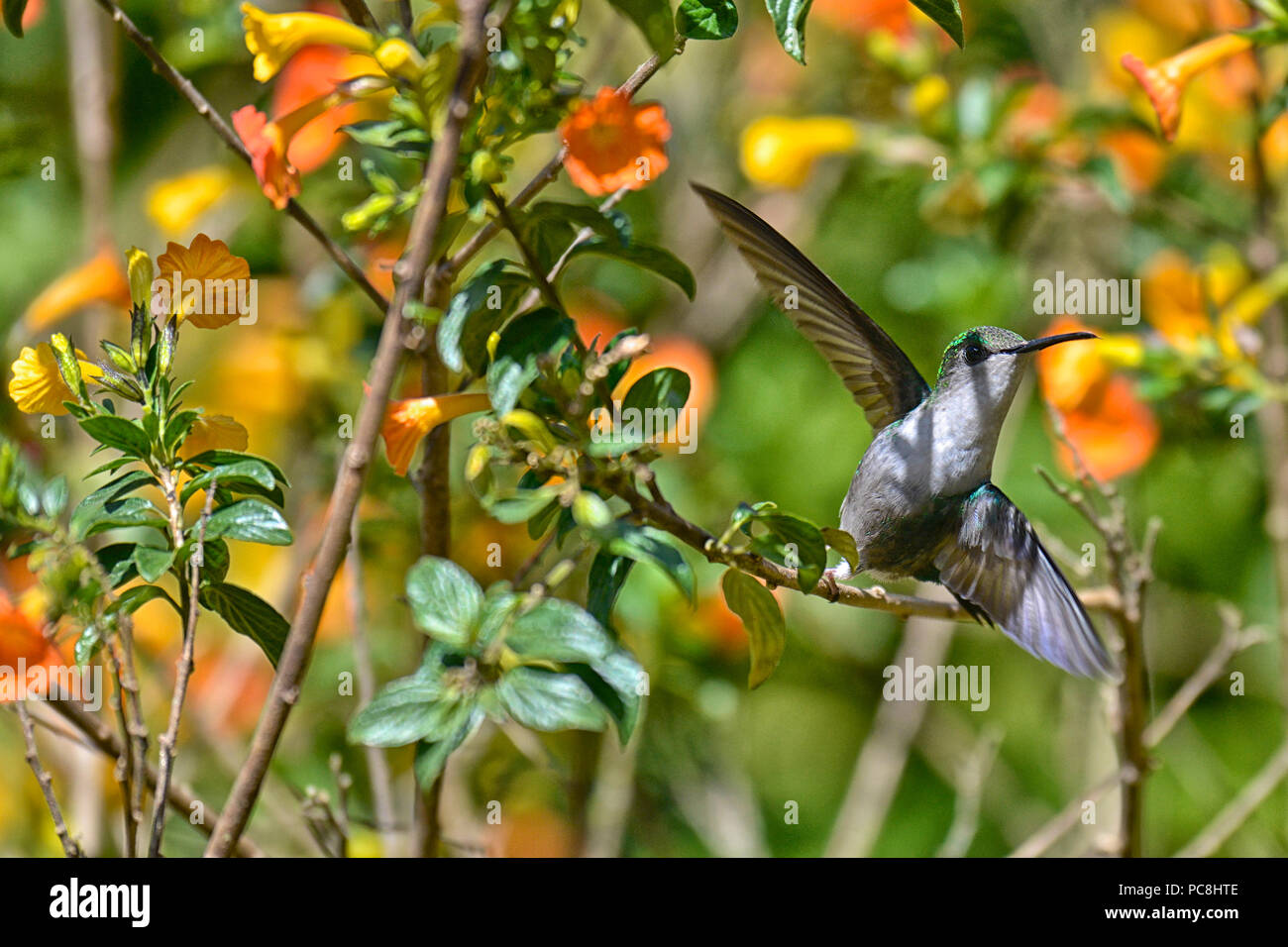 Female crowned woodnymph hummingbird in flight, Thalurania columbica ...