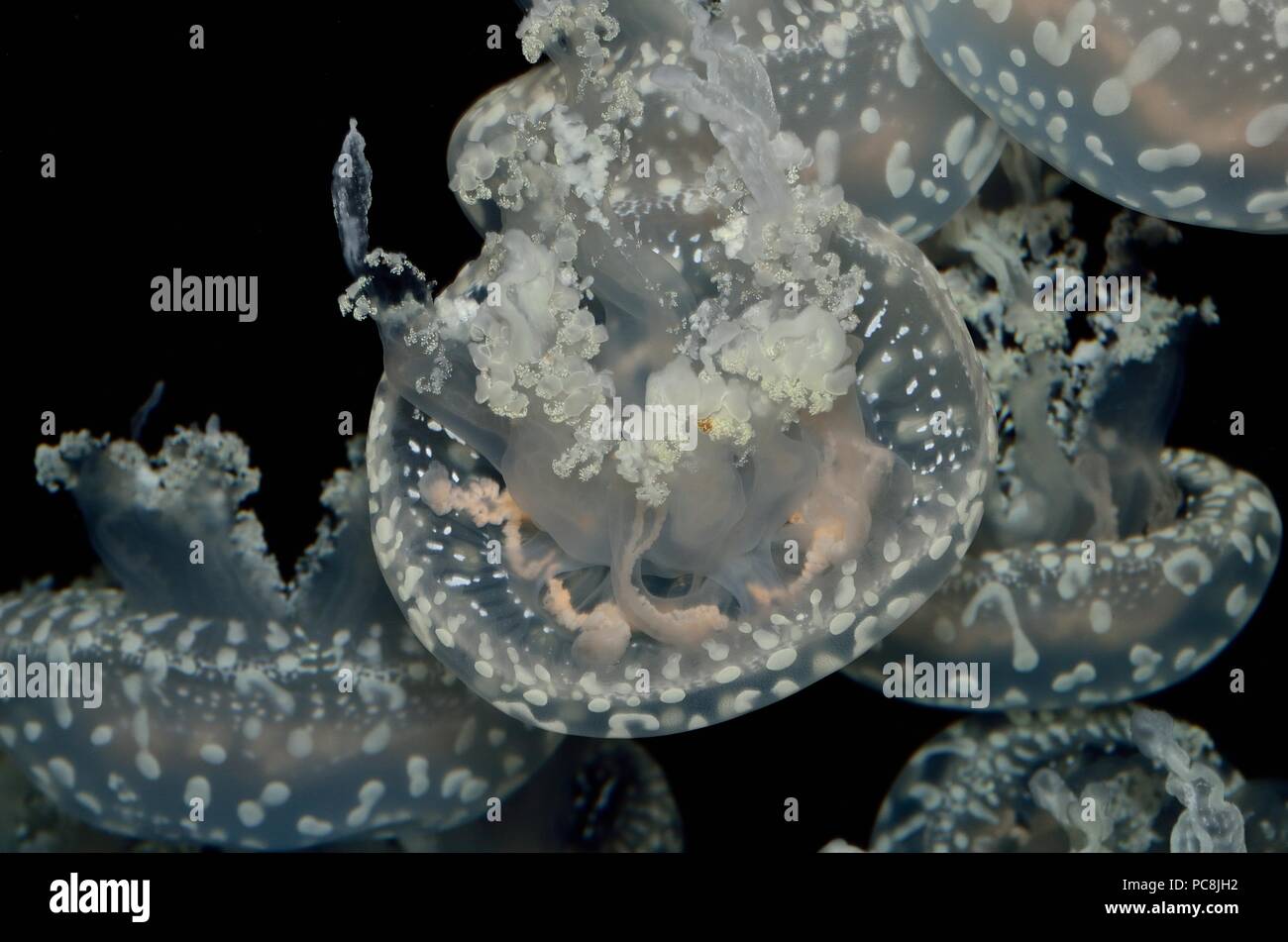 spotted jellyfish, Weißgefleckte Wurzelmundqualle, Mastigias sp. Stock Photo