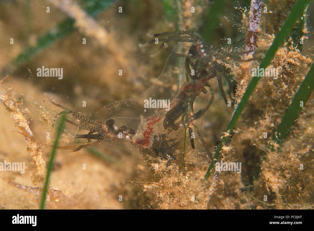 Jellyfish, Qualle Stock Photo