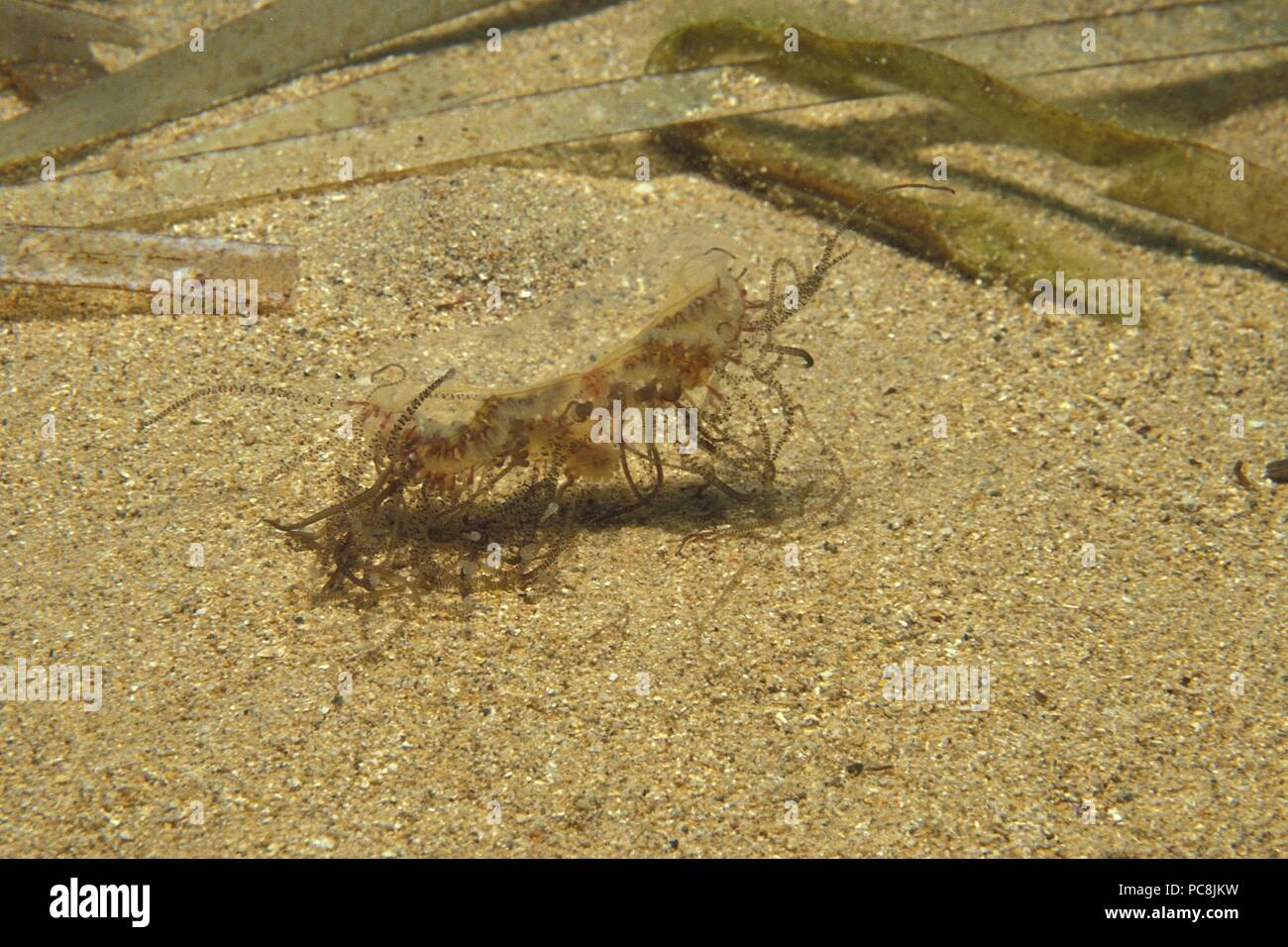 Jellyfish, Qualle Stock Photo