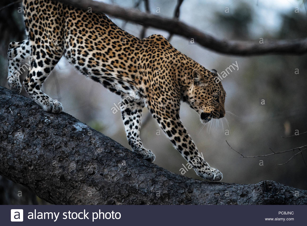 leopard growl leopard growl
