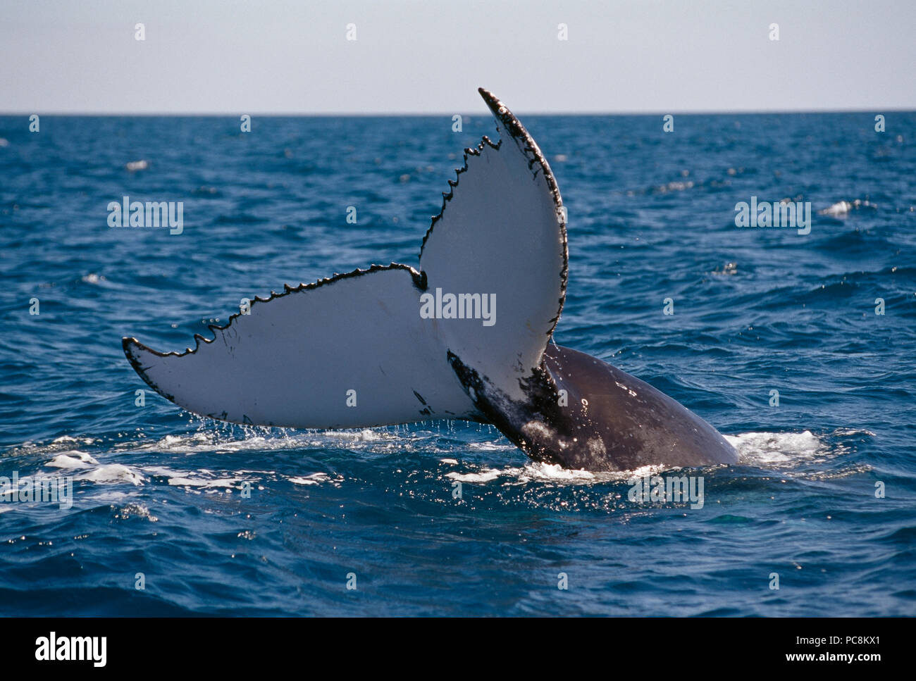 The tail flukes of a humpback whale swimming in Platypus Bay. Stock Photo