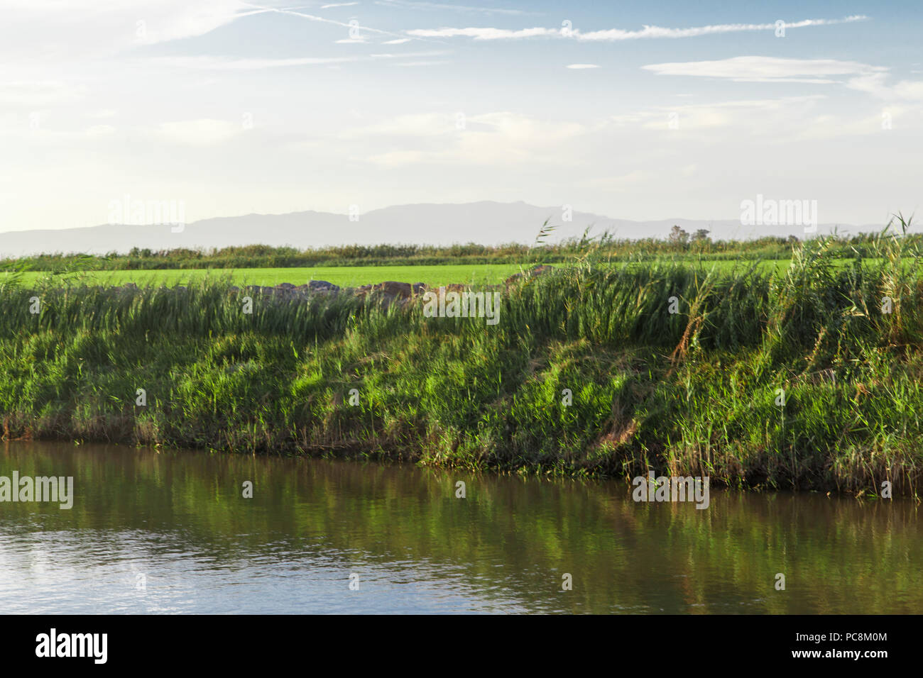 Water Channel Rice Field rice fields, water channel to water in detail from Delta del Ebro ...