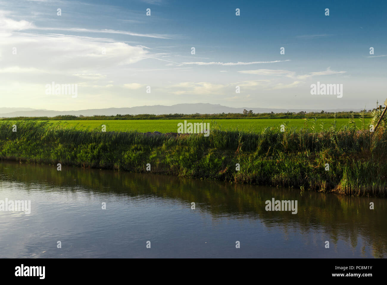 Water Channel Rice Field rice fields, water channel to water in detail from Delta del Ebro ...