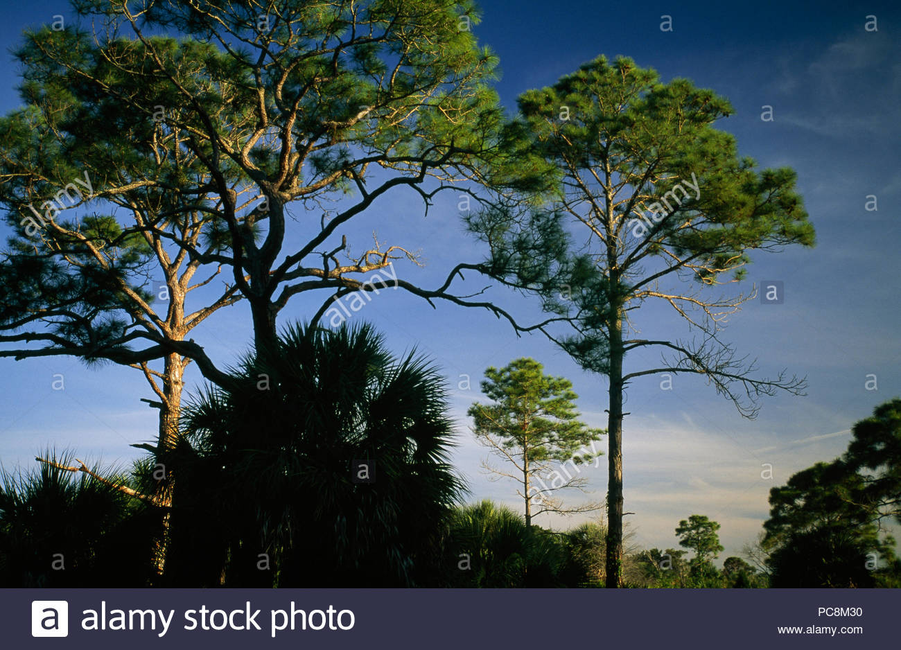 Florida Pine Trees High Resolution Stock Photography and Images - Alamy