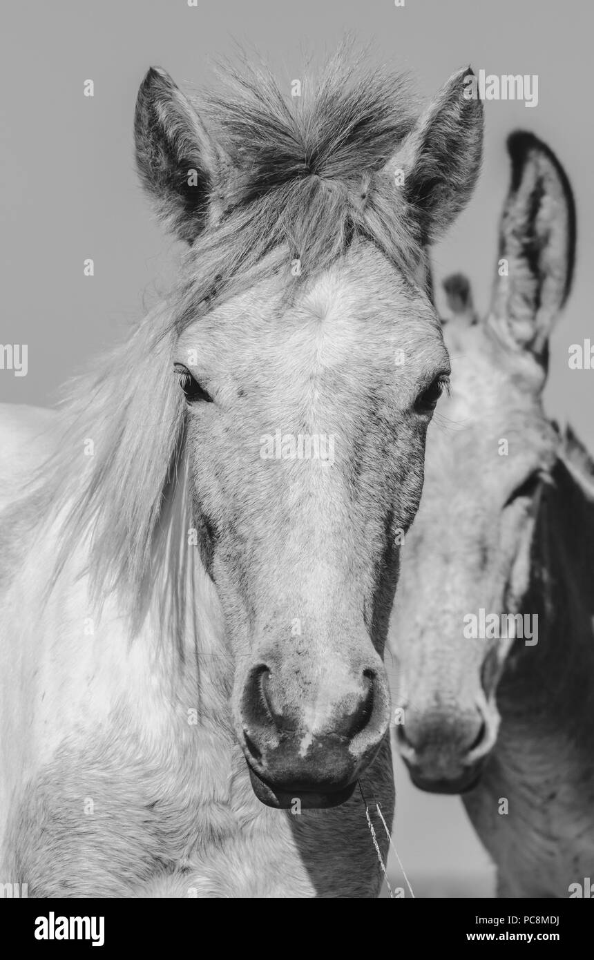 Portrait of two mules. Black and white headshot of mules, farm animals  Stock Photo - Alamy