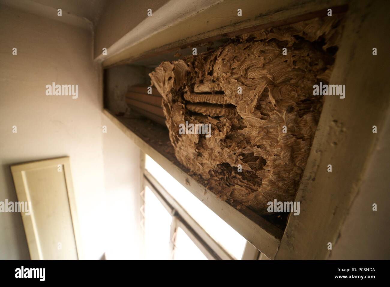 Huge Old Wasp Nest Inside A House On Some Pipes Wasp Nest Inside A House Loft Stock Photo Alamy