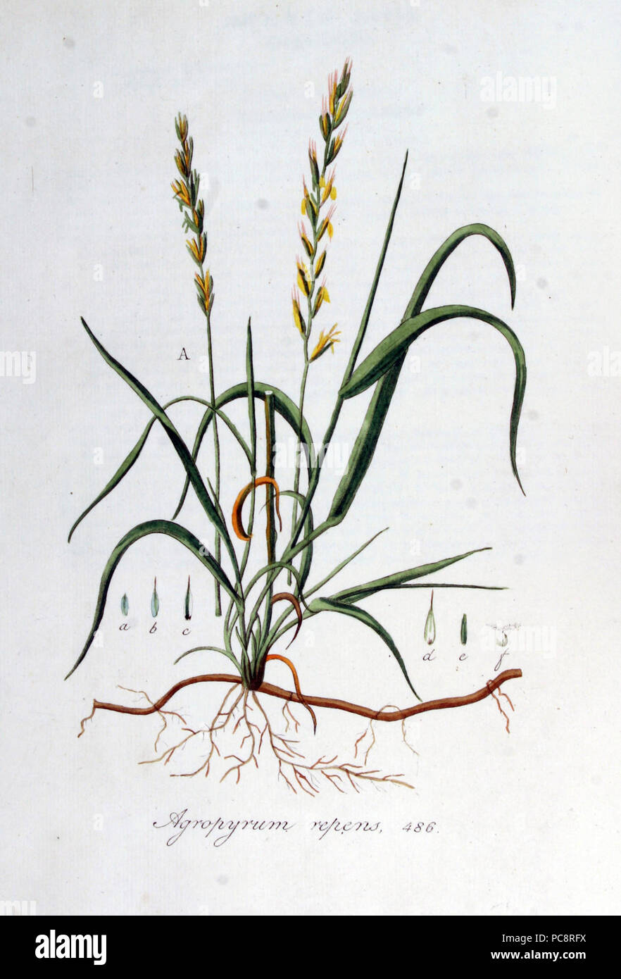 Agropyrum repens — Flora Batava — Volume v7. Stock Photo