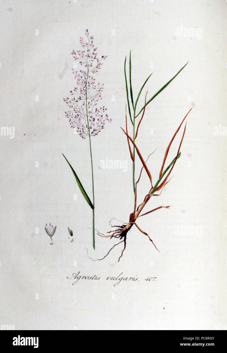 Agrostis vulgaris — Flora Batava — Volume v6. Stock Photo