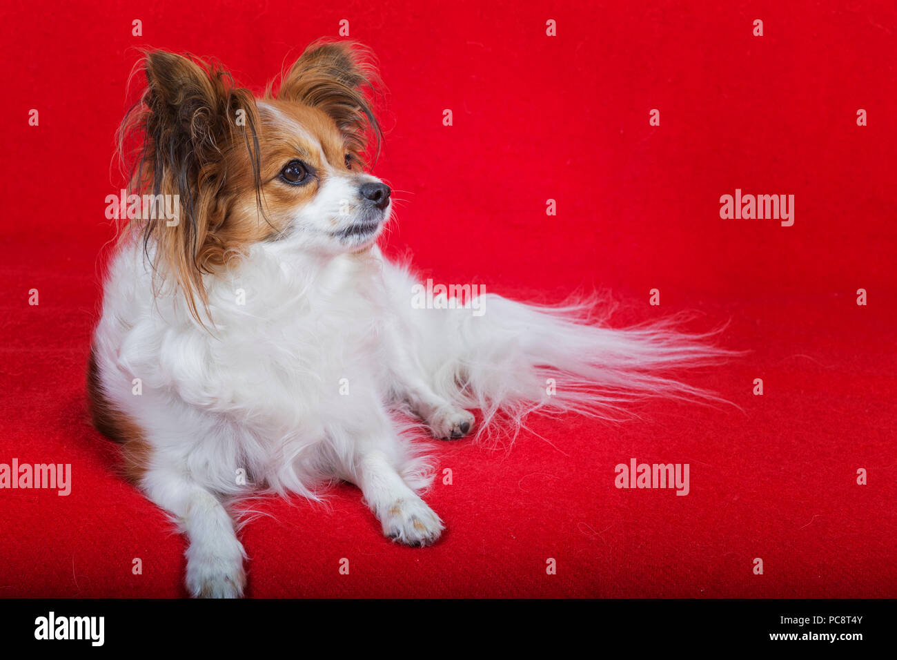 Dog papillon on a red background. Stock Photo