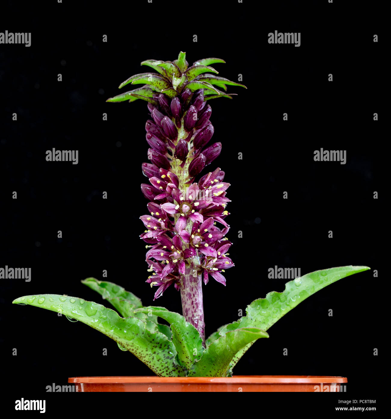 Spotted Leaf Pineapple Lily, Eucomis vandermerwei, an endangered succulent bulb from South Africa, family Hyacinthaceae Stock Photo