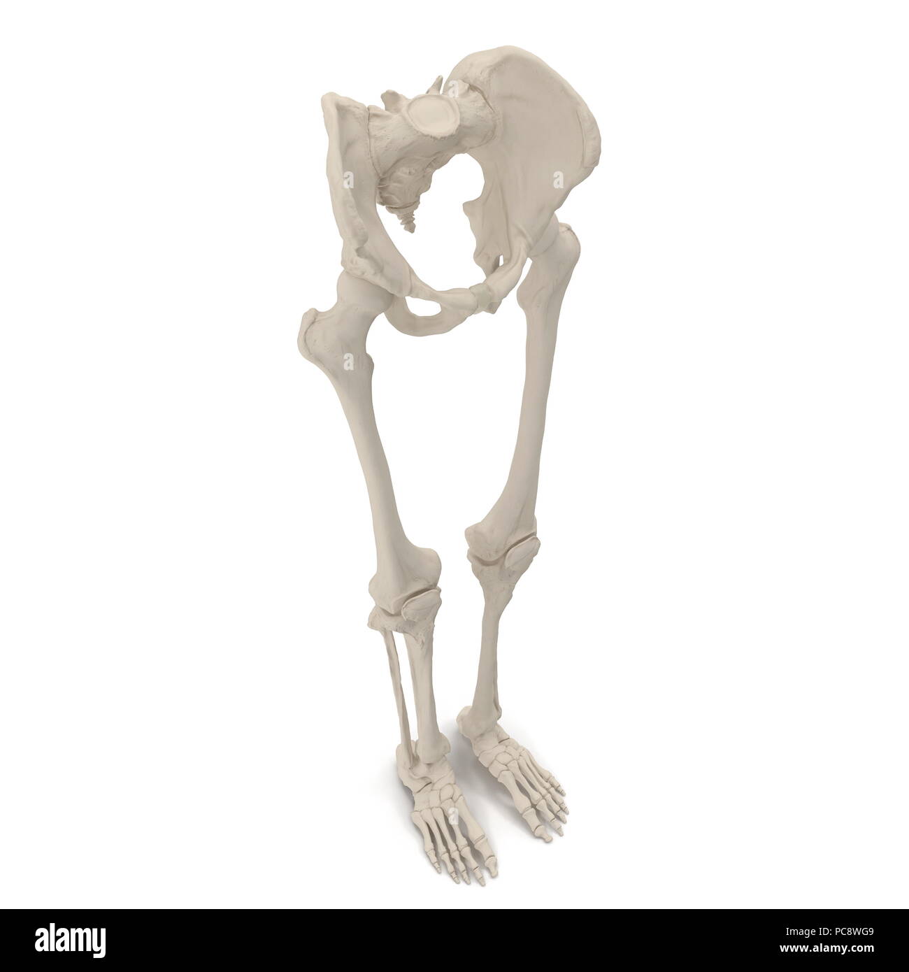 Male Lower Body Skeleton On White 3d Illustration Stock Photo Alamy