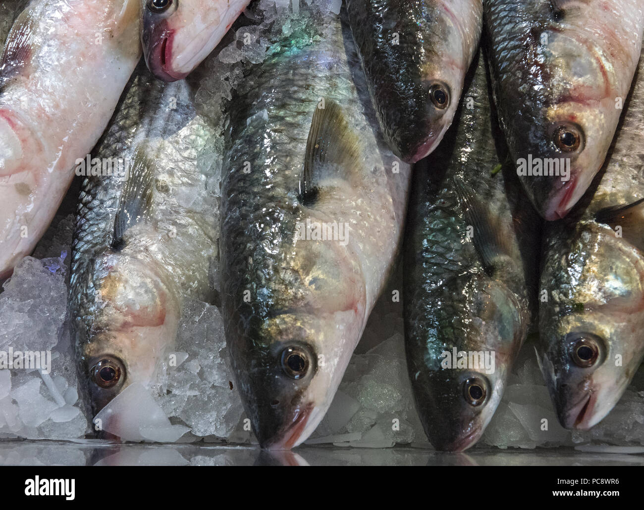 fresh mullet for sale on a wet fish market stall or fishmongers stall