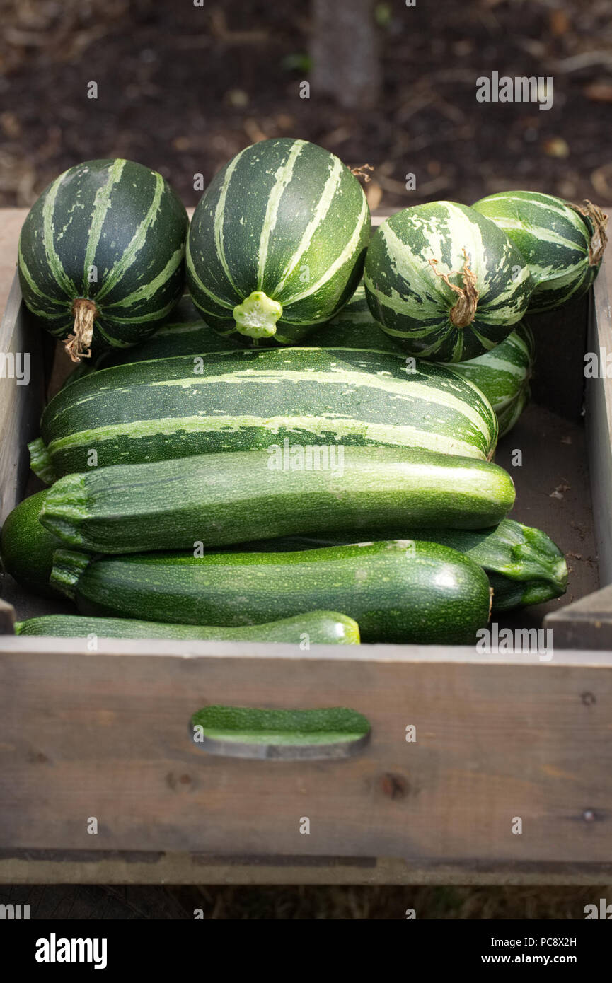 Courgette harvest hi-res stock photography and images - Alamy