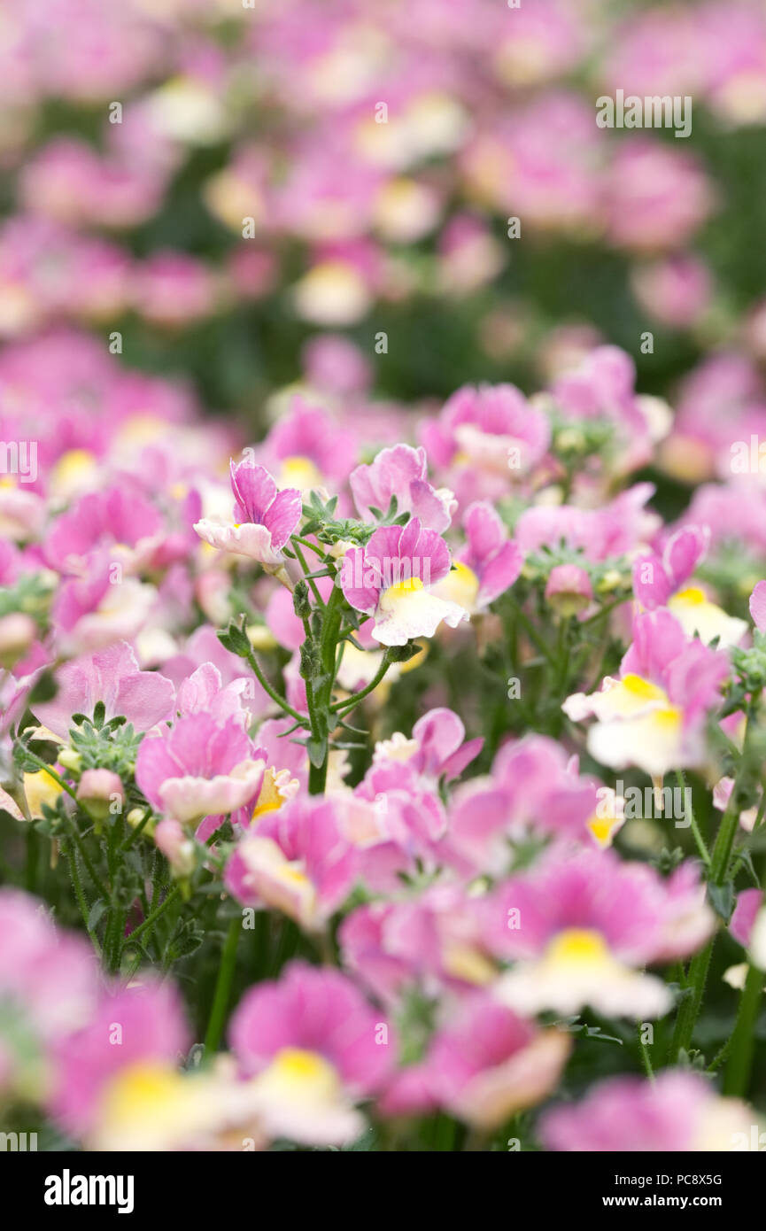 Nemesia nesia hires stock photography and images Alamy