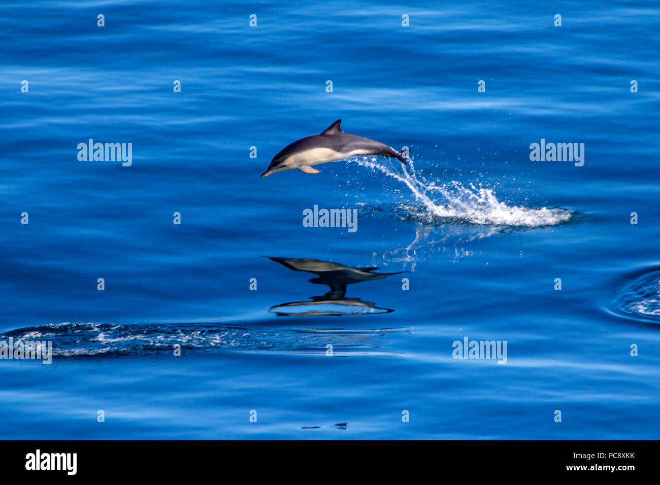 3 dolphins hi-res stock photography and images - Page 12 - Alamy