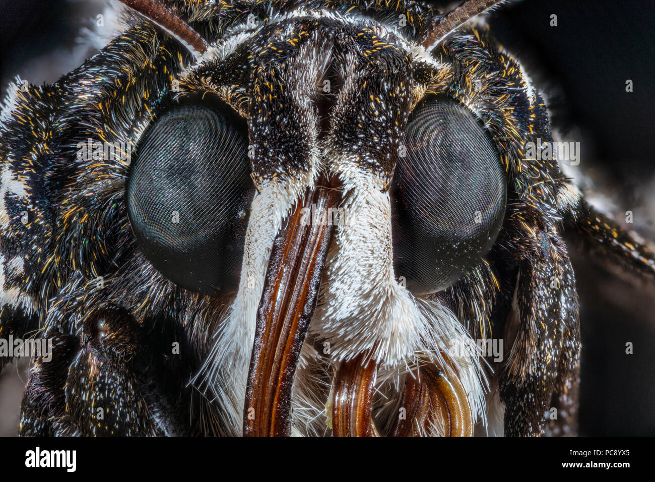 Close Up Moth Face Hi res Stock Photography And Images Alamy Close Up Moth Face Hi res Stock Photography And Images Alamy