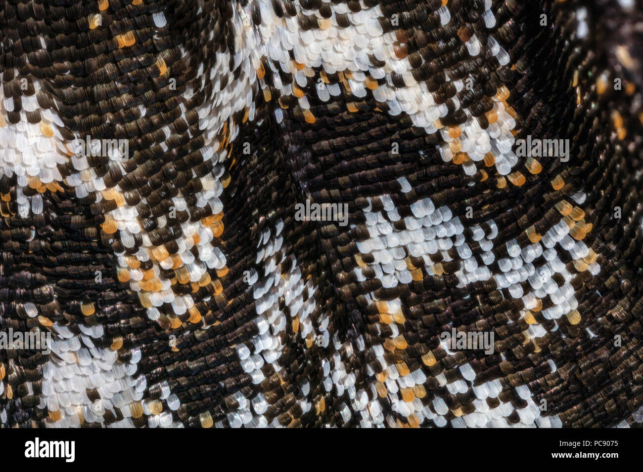 Rustic Sphinx Moth Wing Scales at 5x Manduca rustica rustica dorsal Stock Photo