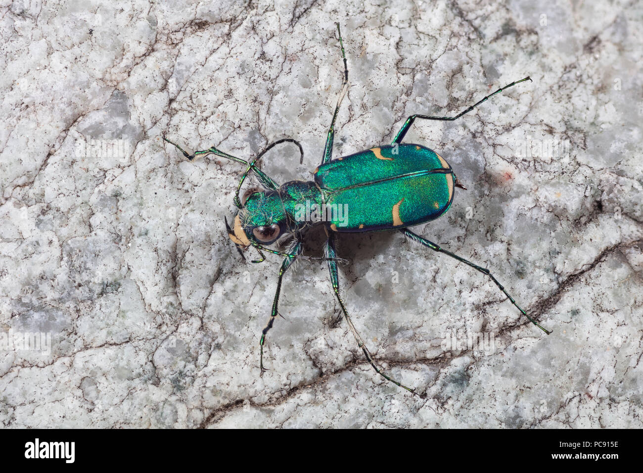 Green Claybank Tiger beetle - Cicindela denverensis Stock Photo