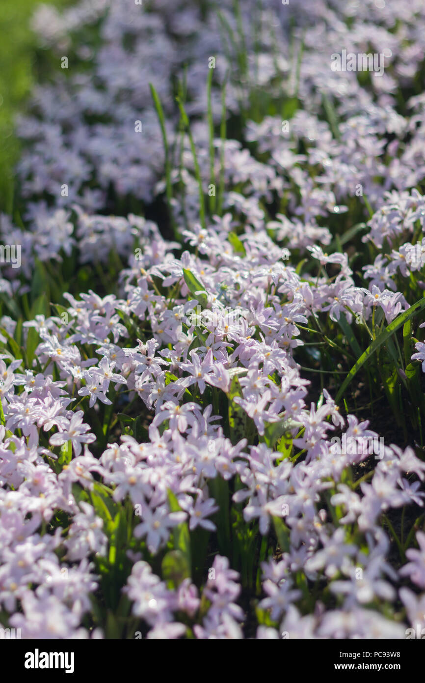 Many little light purple flowers hi-res stock photography and images ...