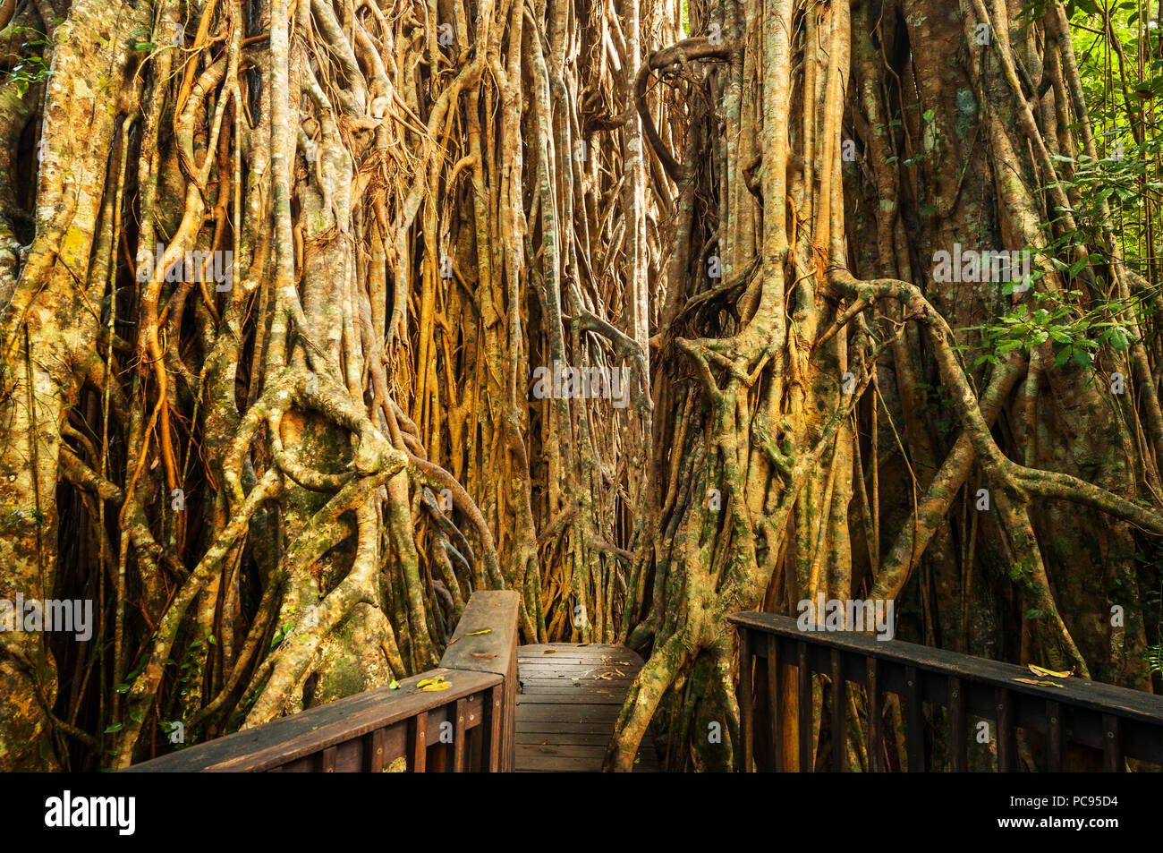 Giant roots of Cathedral Fig Tree in Atherton Tablelands. Stock Photo