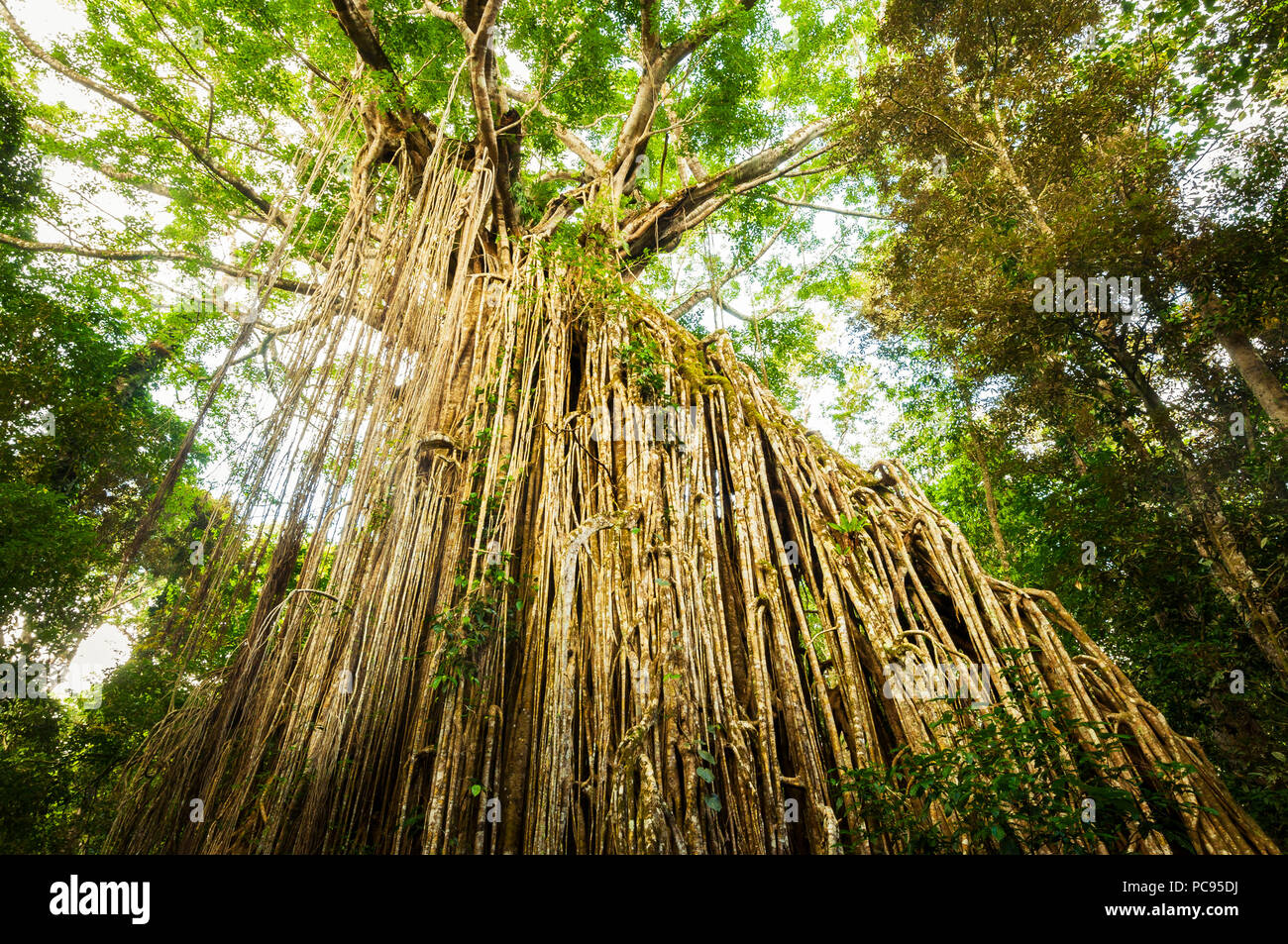 Famous Curtain Fig Tree in Atherton Tablelands. Stock Photo