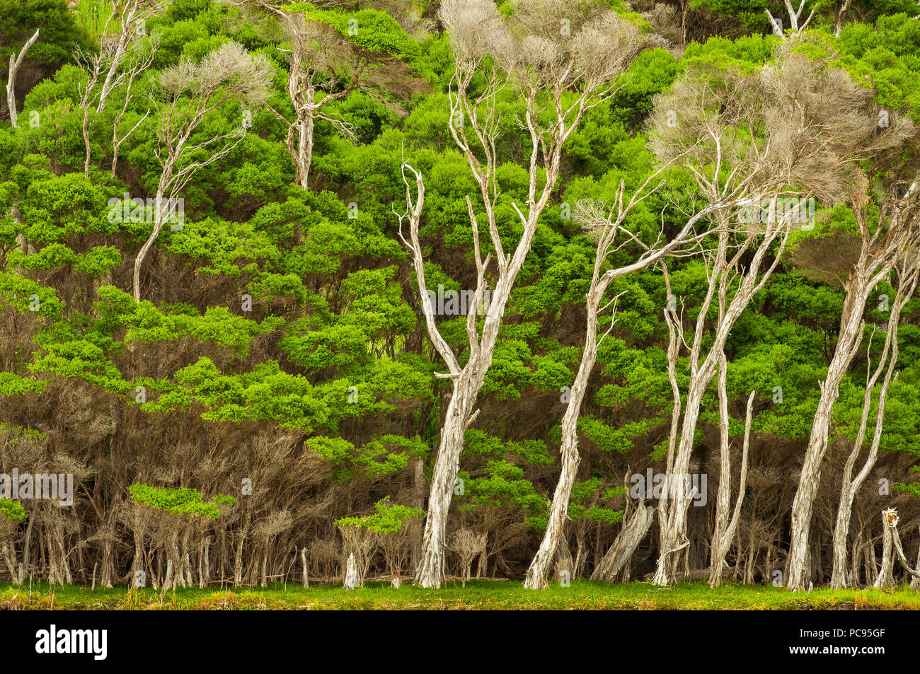 Paperbark Tree grove in wetlands of Victoria. Stock Photo