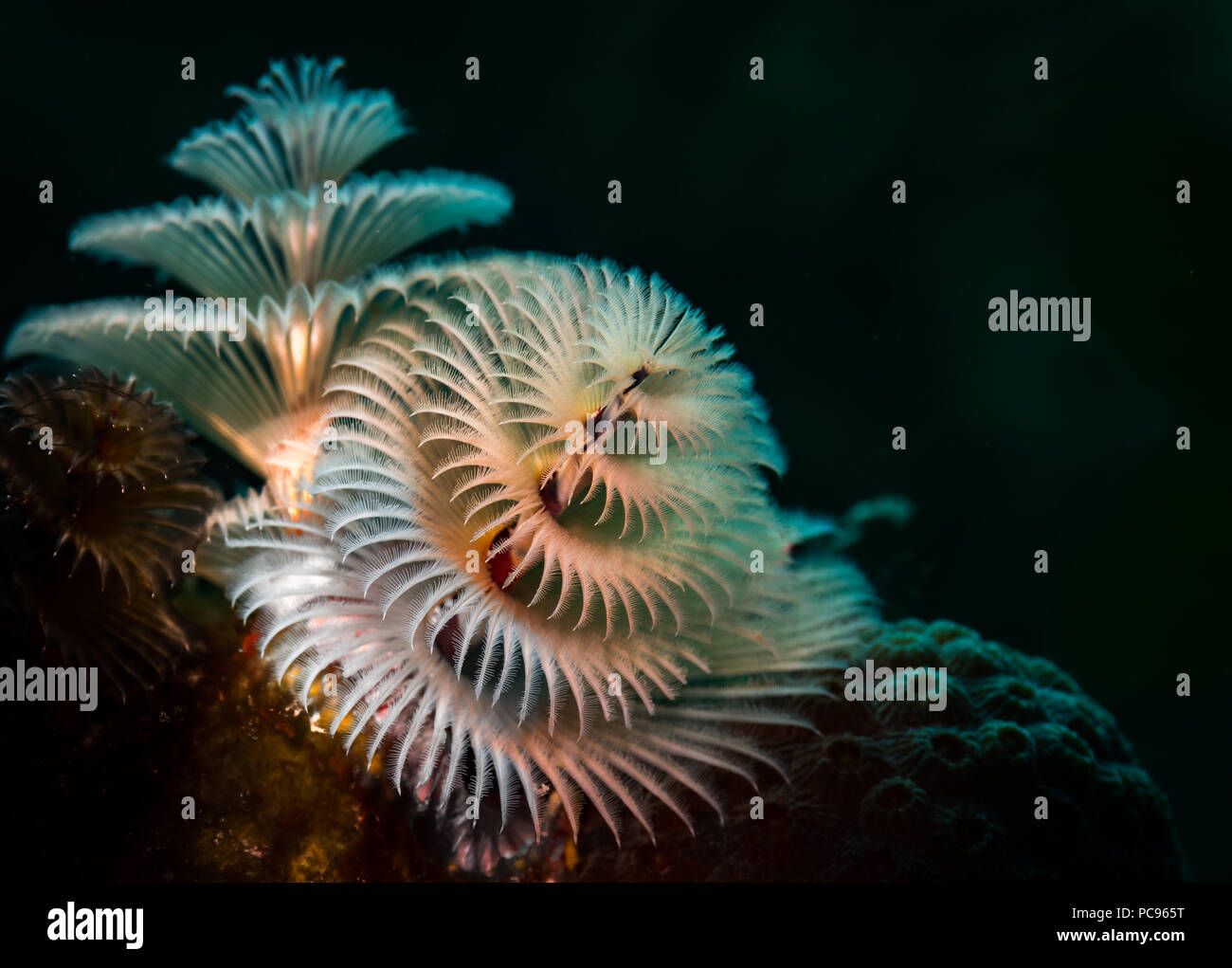 Christmas tree worms (Spirobranchus giganteus), Bonaire, Netherlands