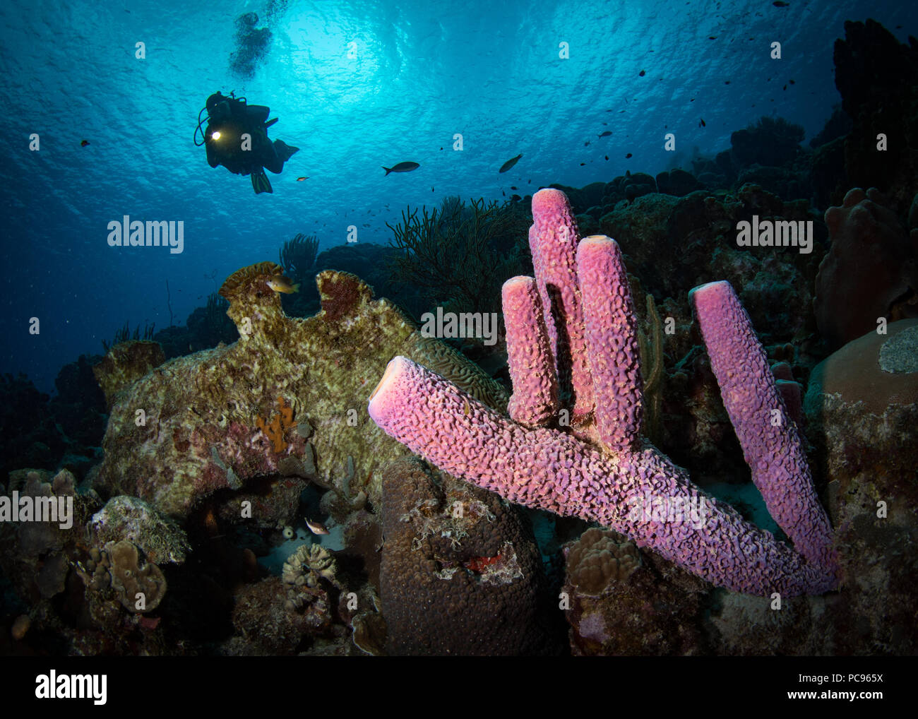 Woman diver explores the reef, Bonaire, Netherlands Antilles Stock Photo