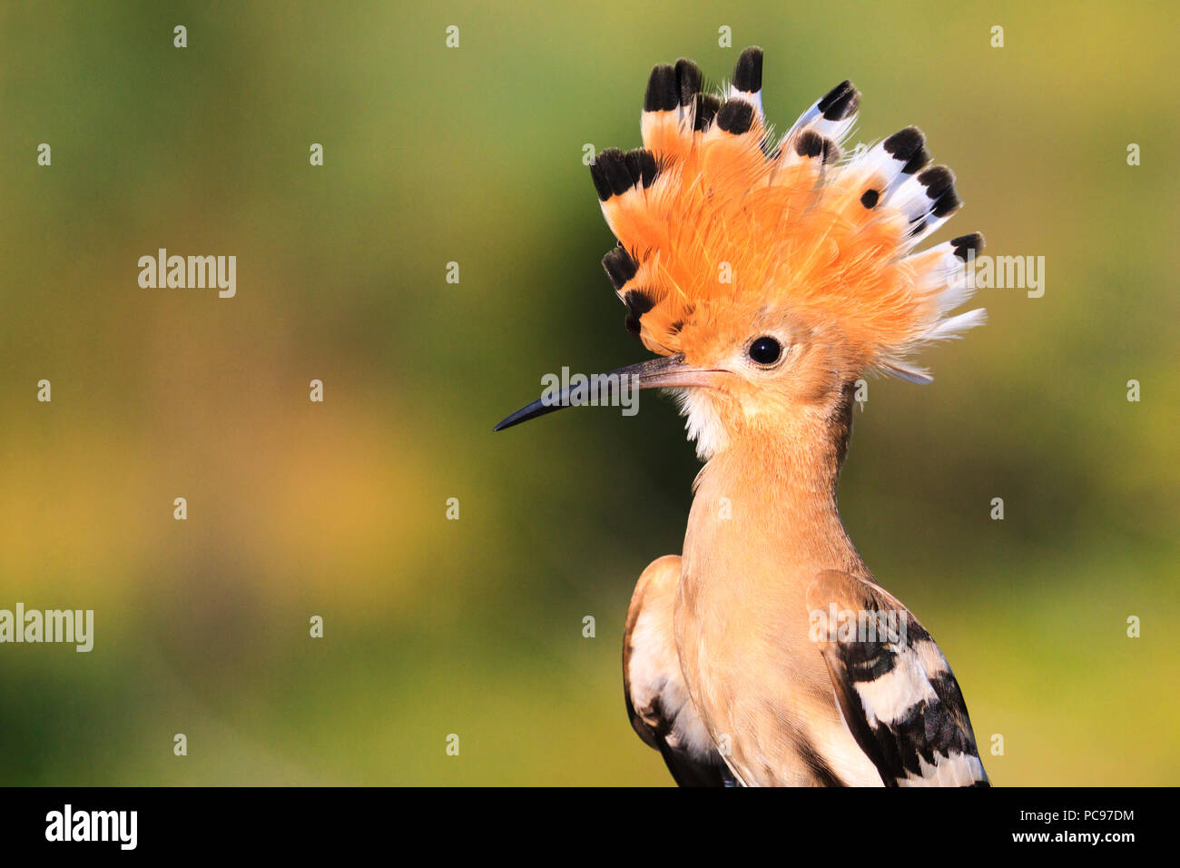 hoopoe disclosed with bangs summer day, wild birds Stock Photo