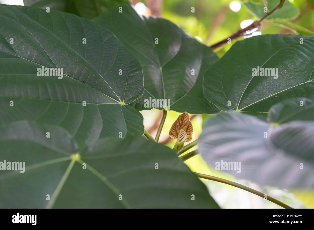 leaf of ficus auriculata moraceae elephant ear fig from nepal structure background Stock Photo