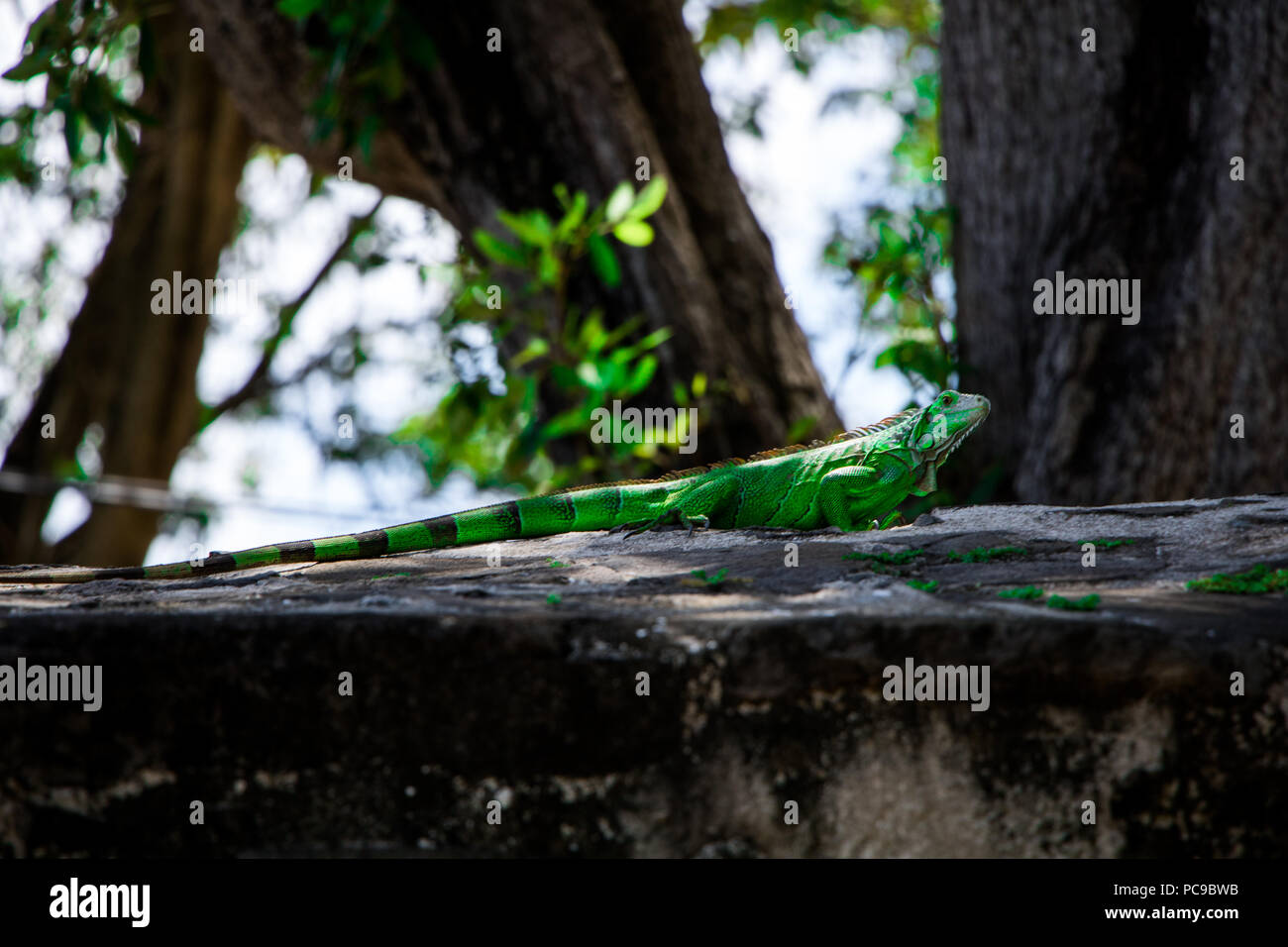 Green iguana lizard standing on a rock in the middle of a city park in the capital of Martinique, Fort de France. Stock Photo