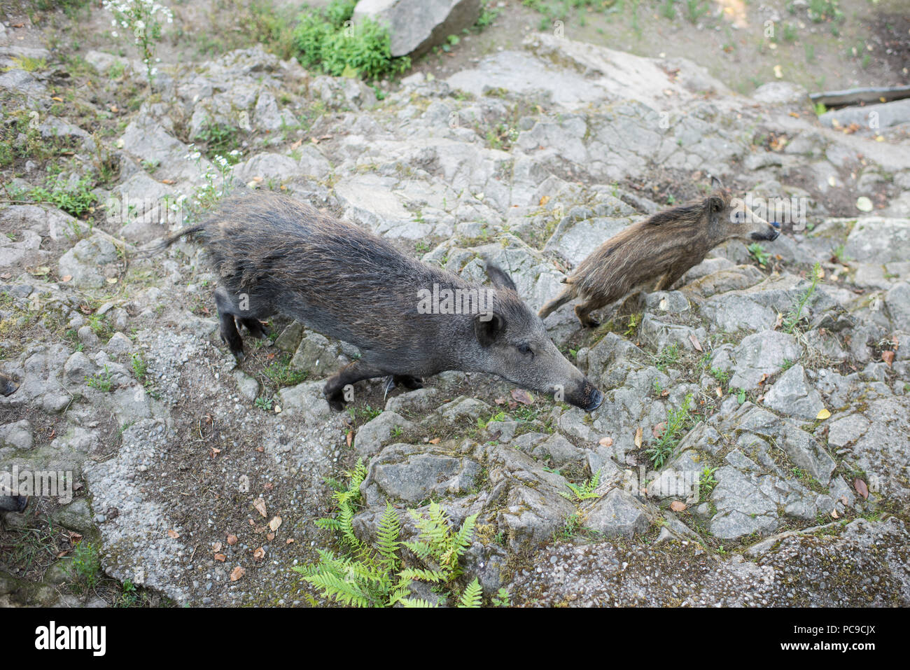 Wild Pigs Outdoor Stock Photo Alamy