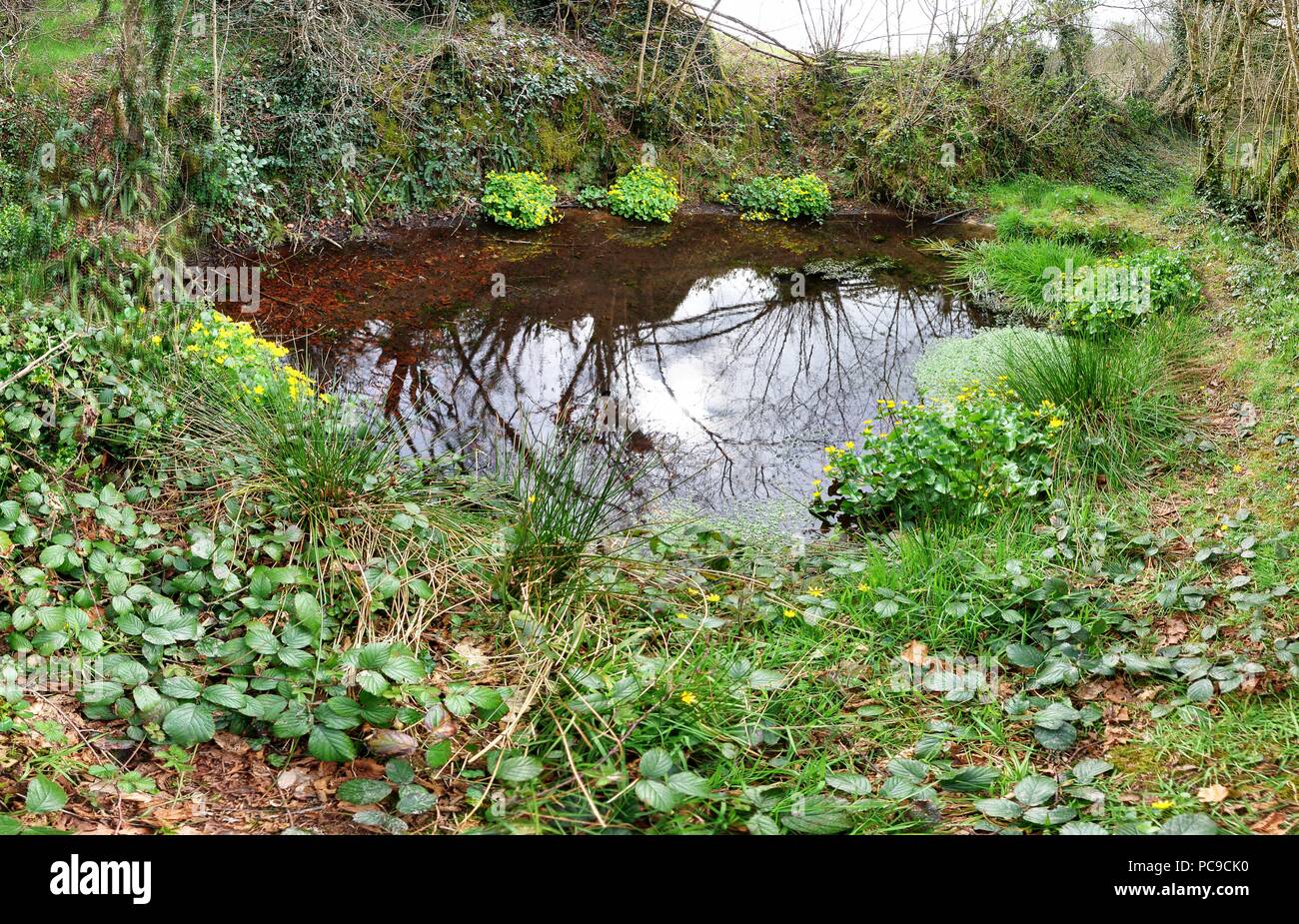 Pond in informal bog garden, private garden of British expatriates, Brittany Stock Photo