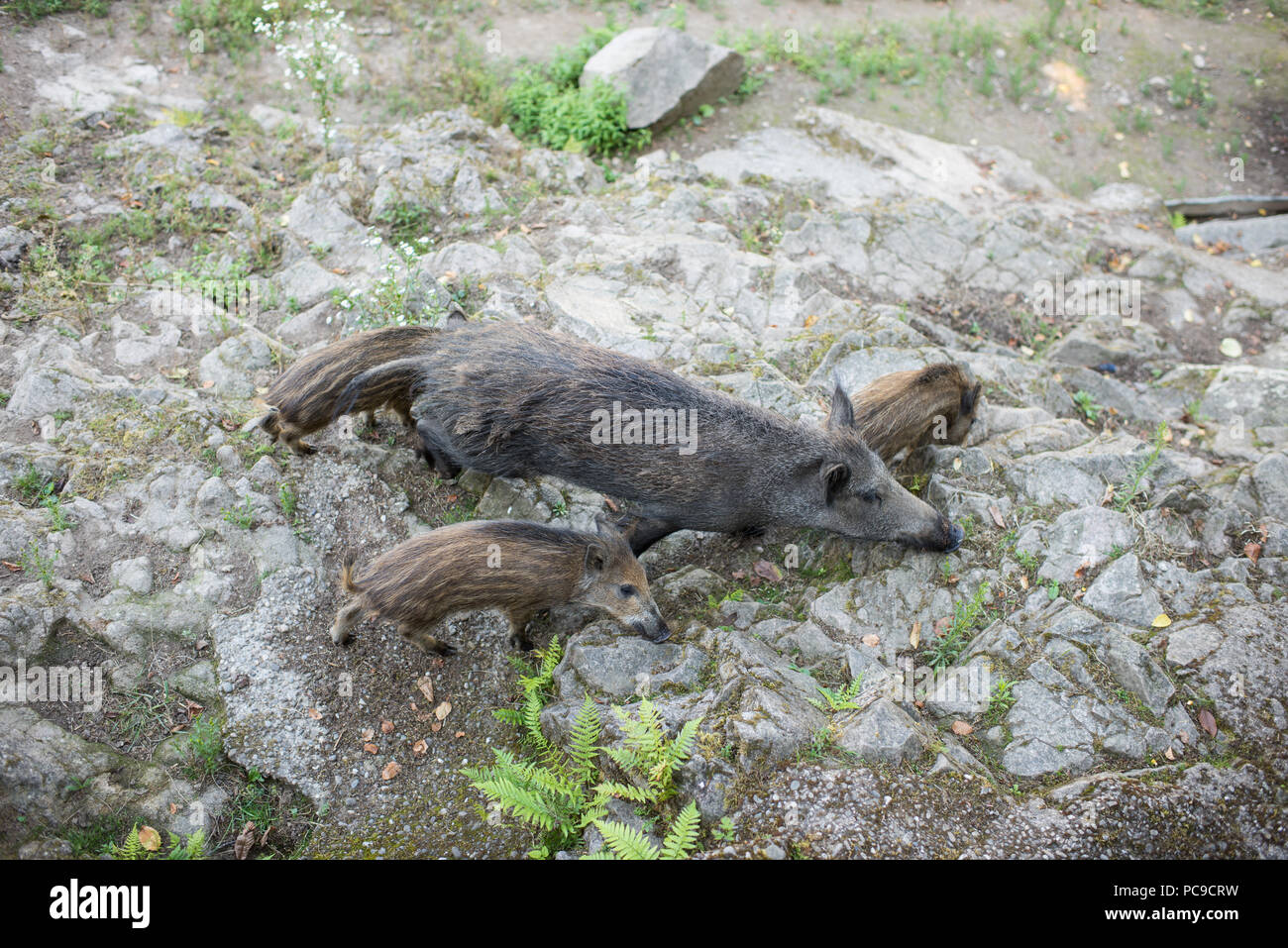 Wild Pigs Outdoor Stock Photo Alamy