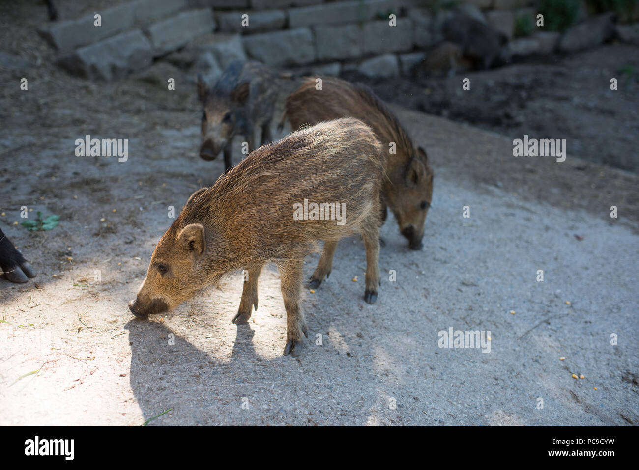 Wild Pigs Outdoor Stock Photo Alamy