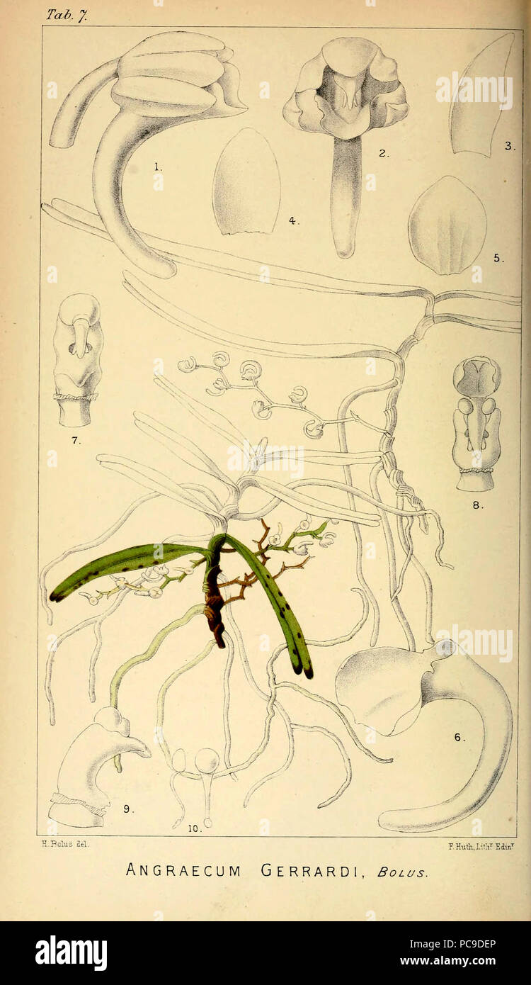 7 Angraecum gerrardii - Harry Bolus - Orchids of South Africa - volume I tab. 7 (1896) Stock Photo