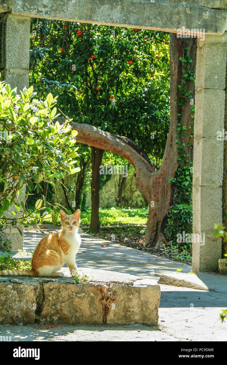 Stray ginger cat in the old town of Kotor, Montenegro, during a sunny afternoon, surrounded by the stone walls and green trees.  Picture of a ginger y Stock Photo