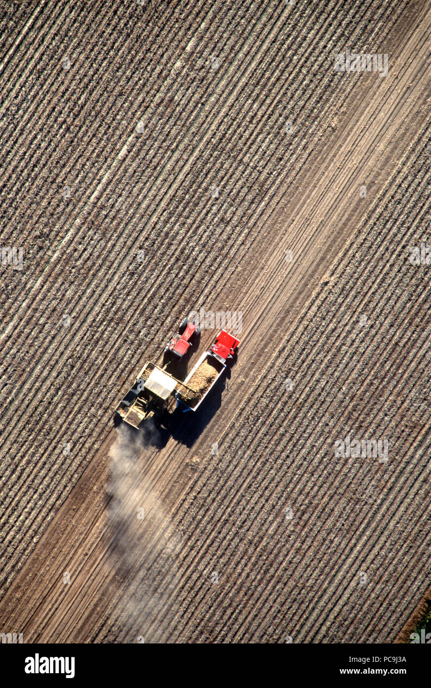 agriculture - harvesting potatoes, Lynden, Washington,Whatcom County, USA, tractor, Stock Photo
