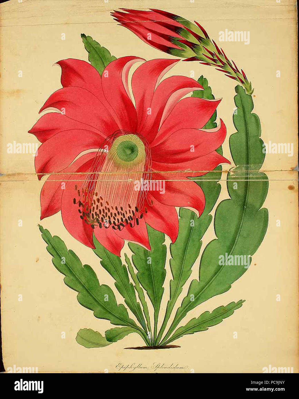 192 Epiphyllum splendidum 188820 Stock Photo