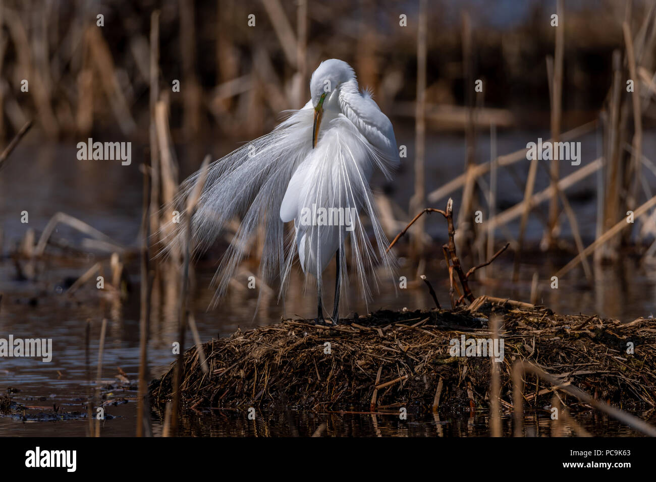 Great Egret (Ardea alba) in breeding plumage preening while standing on a nest in a marsh. Stock Photo