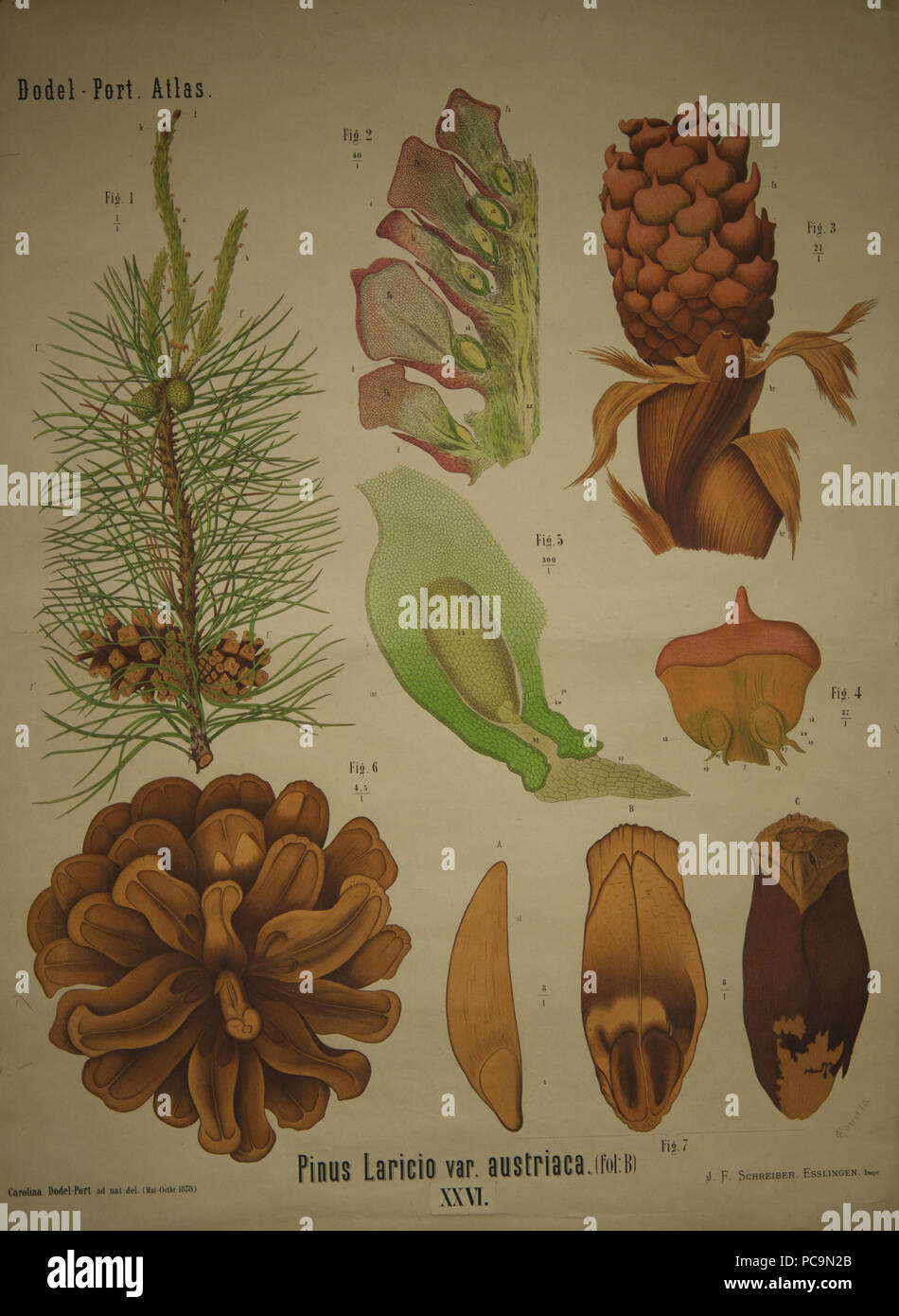 166 Dodel-Port Atlas Pinus laricio var. austriaca (Fol. B) XXVI Stock Photo