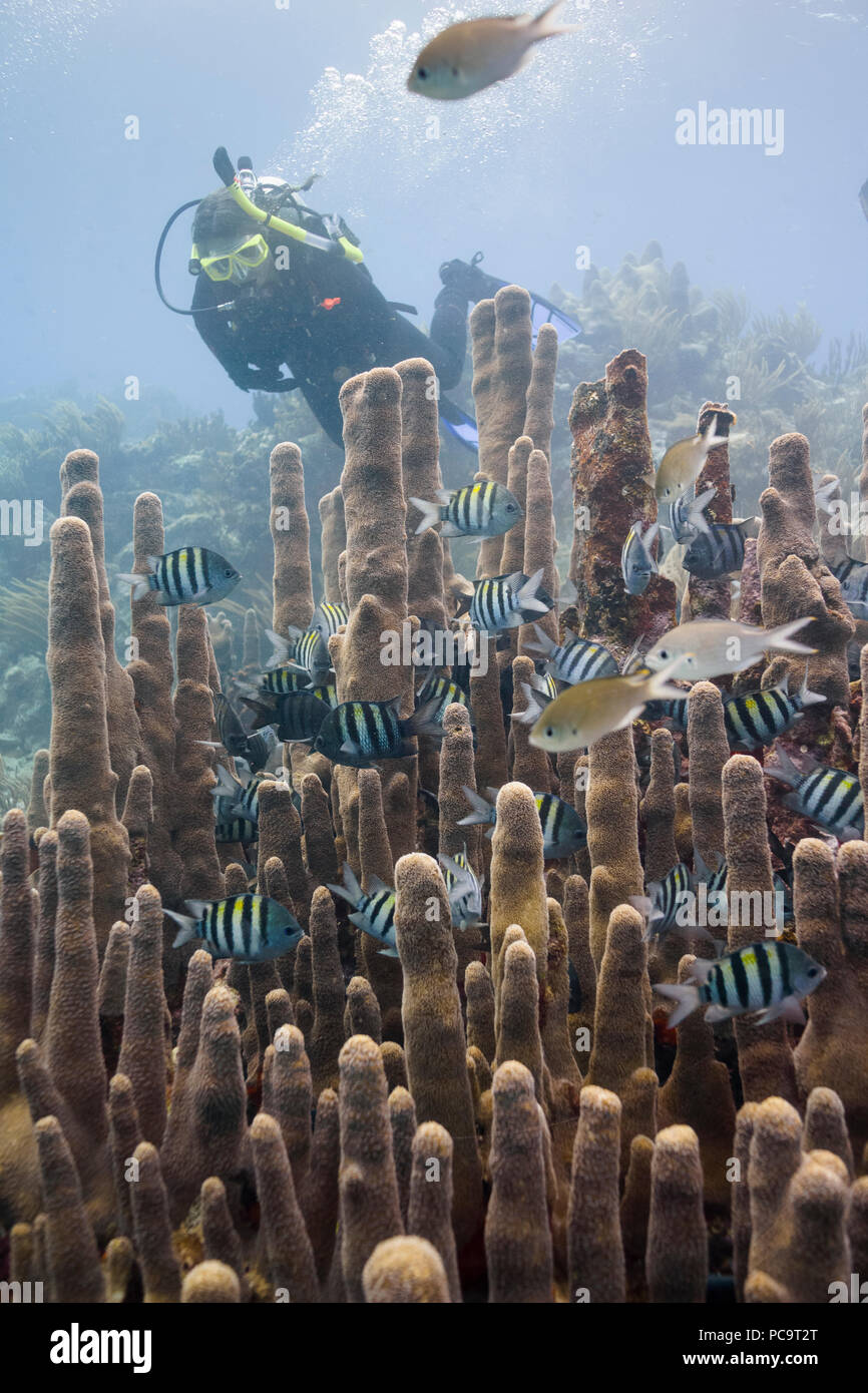 SCUBA diving the coral reefs and boat wrecks in the British Virgin
