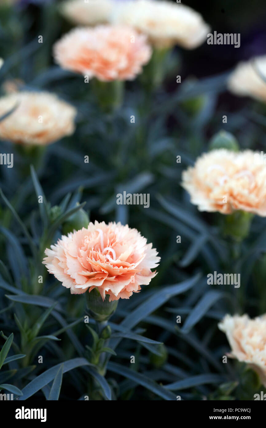 Carnation greenhouse hires stock photography and images Alamy