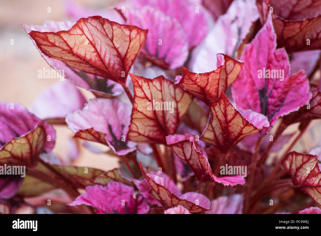 Red bull begonia plant Stock Photo