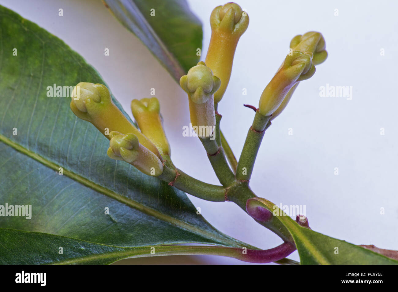 Clove Tree Leaves High Resolution Stock Photography and Images Alamy
