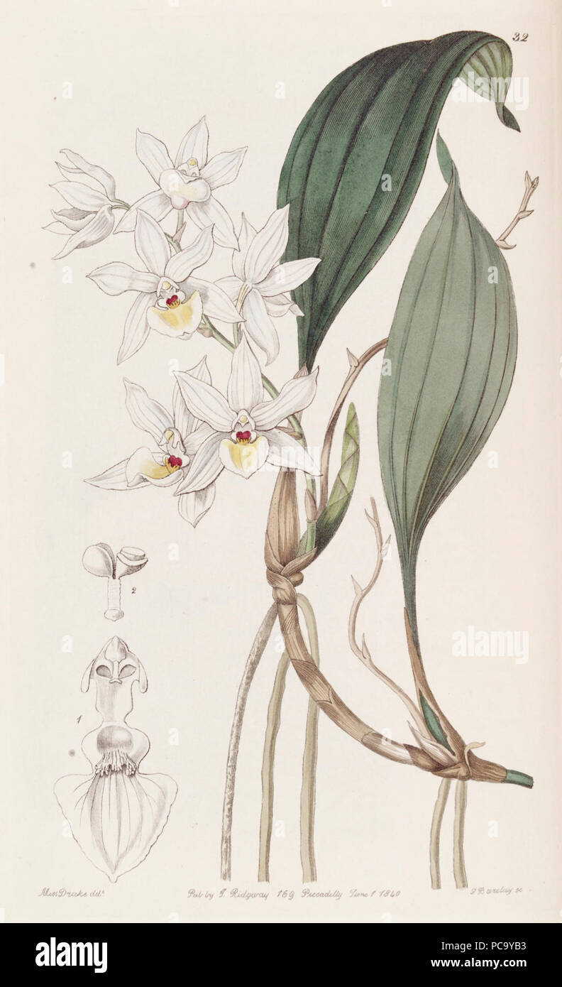 Aganisia pulchella - Edwards' vol 26 pl 32. Stock Photo