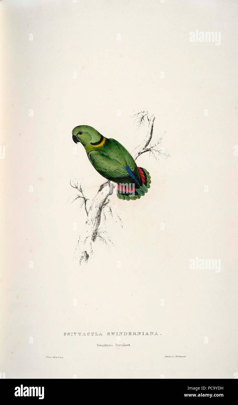 Agapornis swindernianus hires stock photography and images Alamy