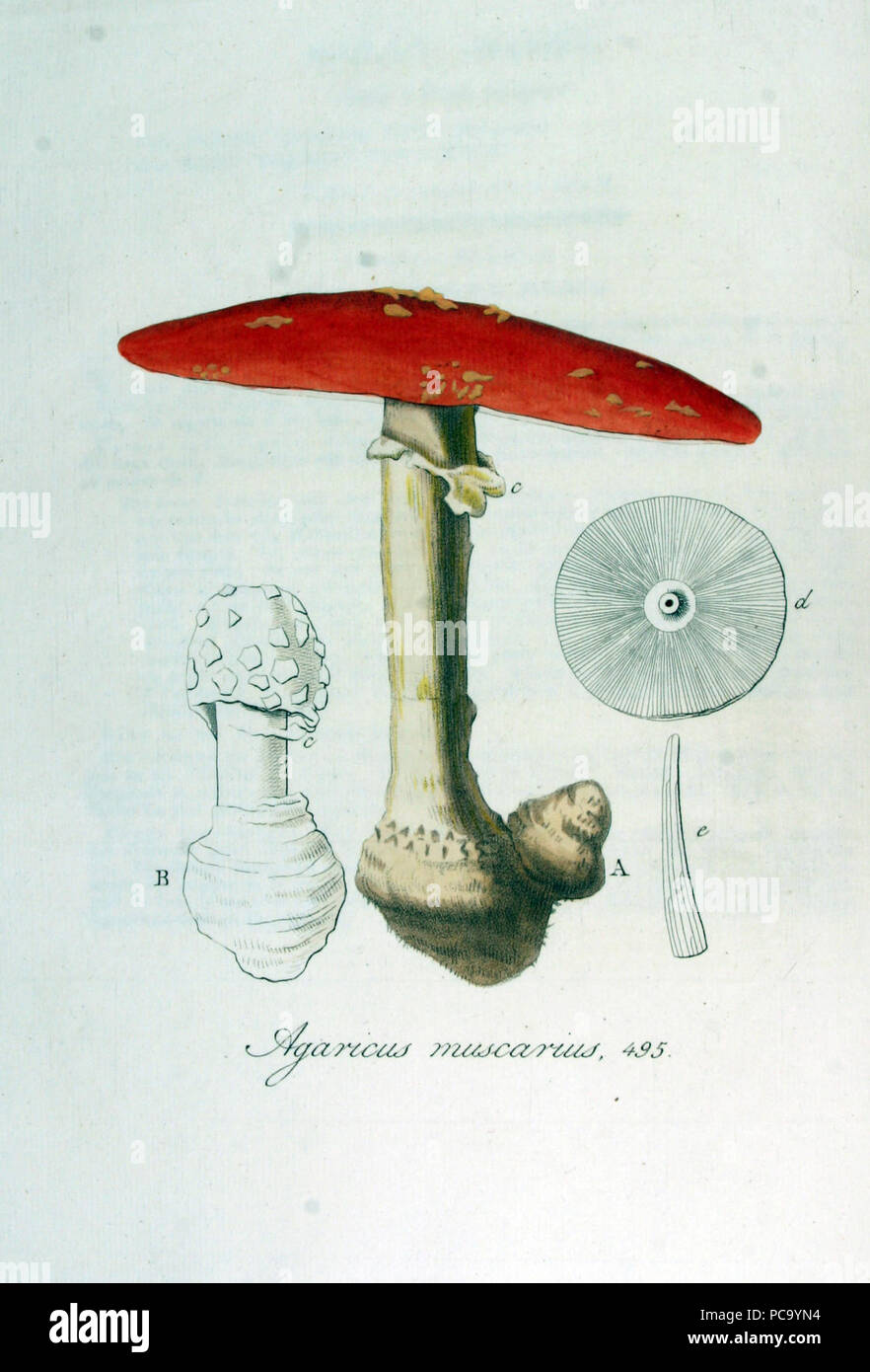 Agaricus muscarius — Flora Batava — Volume v7. Stock Photo