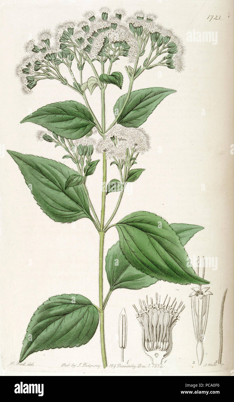 Ageratina adenophora - 001. Stock Photo